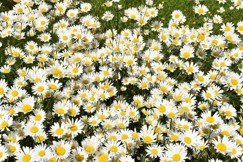 A field of daisies in bloom Stock Photos