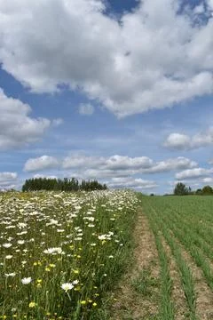 A field of daisies in bloom Stock Photos