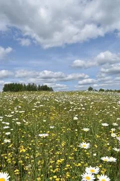 A field of daisies in bloom Stock Photos