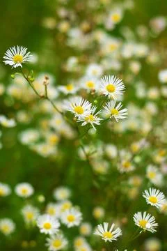 Field of Daisies in Bloom Stock Photos