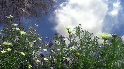 Field of daisies on a blue sky with white clouds Stock Footage 62956884