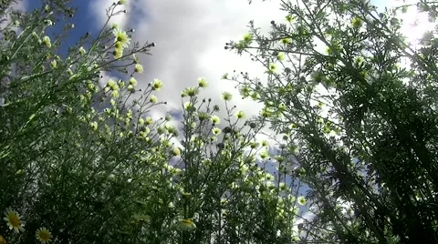 Field of daisies on a blue sky with white clouds Stock Footage 62956895