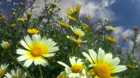 Field of daisies on a blue sky with white clouds Stock Footage 62956967