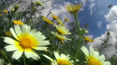 Field of daisies on a blue sky with white clouds Stock Footage 62957008