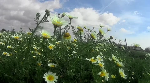 Field of daisies on a blue sky with white clouds Stock Footage 62957107