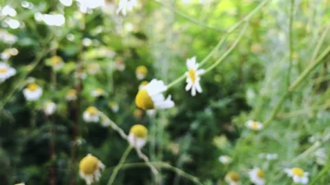 Field daisies with blurry background in the meadow Stockbeeldmateriaal 132268896