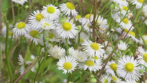 Field daisies close-up Stock Footage 252124043