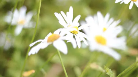 Field of daisies Stockbeeldmateriaal 25624351