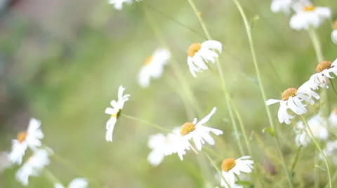 Field of daisies Stock-Footage 25799005
