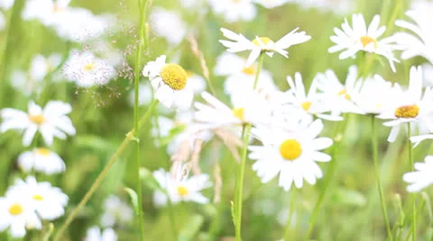Field of daisies Stock Footage 26049152