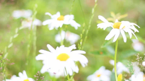 Field of daisies Video stock 27216389