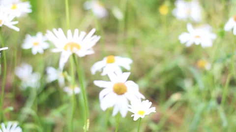 Field of daisies Vidéo 27524374