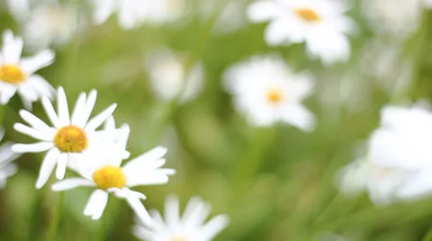 Field of daisies Stockbeeldmateriaal 27654877
