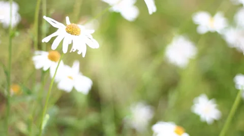 Field of daisies Stockbeeldmateriaal 28003061