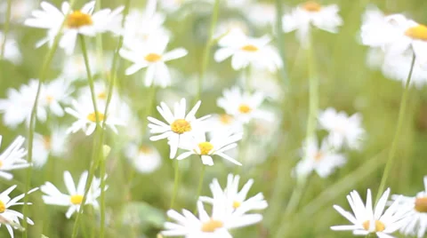 Field of daisies Stockbeeldmateriaal 28638389