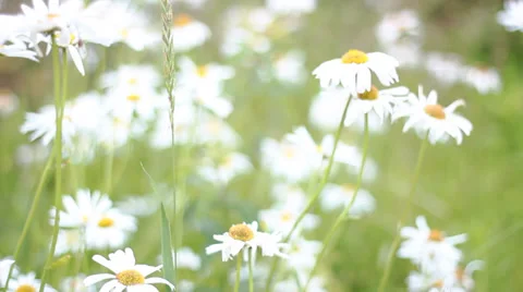 Field of daisies Stockbeeldmateriaal 32552516