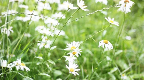 Field of daisies Видео 33701613
