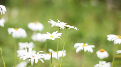 Field of daisies Stockbeeldmateriaal 33735371