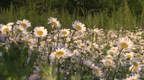 Field of daisies Stock Footage 51806806