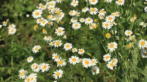 Field of daisies Stock Footage 52496637