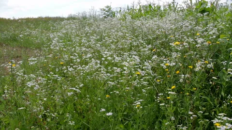 Field of daisies Stock-Footage 53797926