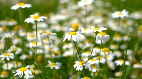 Field of daisies Stock Footage 73057390