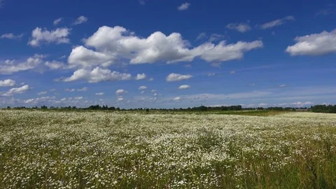 Field of daisies Stock Footage 80999727