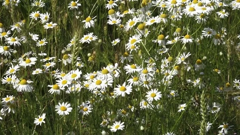 Field of daisies Stock Footage 80999762