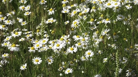 Field of daisies Stock Footage 81011146