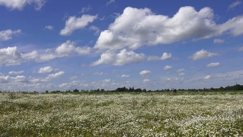 Field of daisies Stock Footage 83220656
