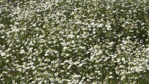 Field of daisies Stock Footage 83220743