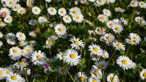 Field of daisies Stock Footage 106727099