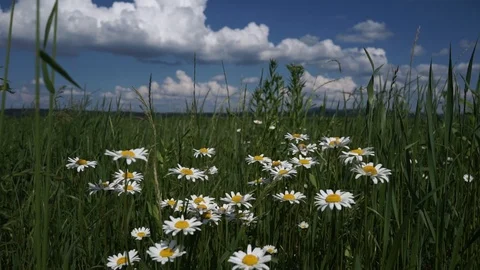 Field with daisies Stock Footage 111748772