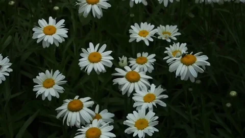 Field of daisies Stock Footage 112450820