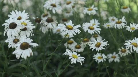 Field of daisies Video stock 170634035