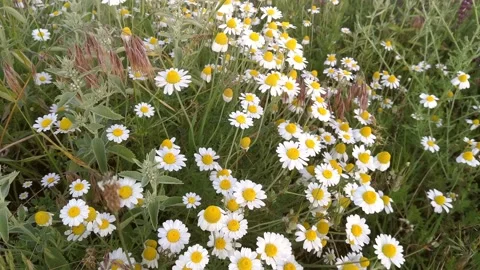 Field with daisies. Stock Footage 194386404