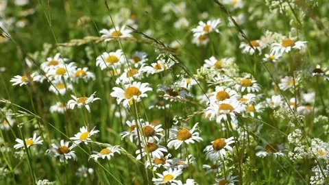 Field daisies Video stock 234627123