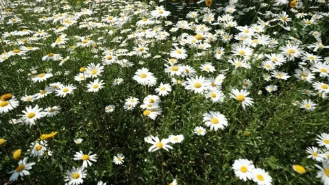 Field of daisies Stock Footage 241551017