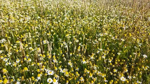 Field of daisies Stock Footage 246759016