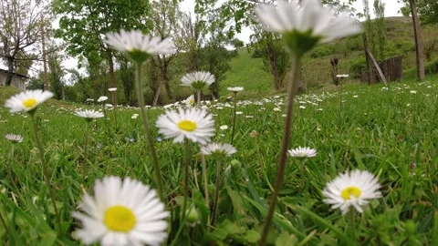Field of daisies Stock Footage 274566771