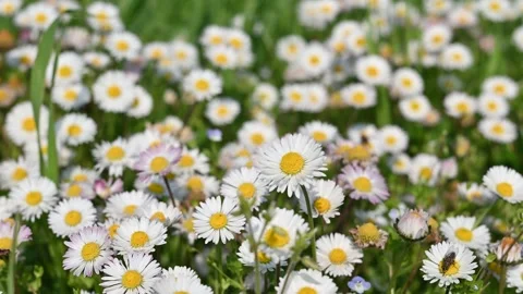 Field of daisies Stock Footage 306240263