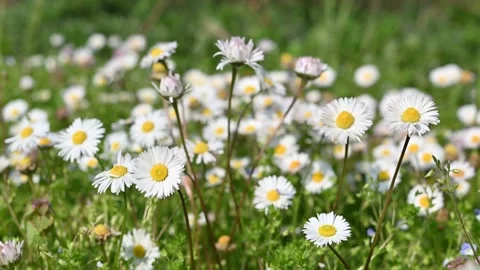 Field of daisies Stock Footage 306248539