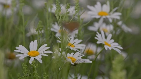 Field of daisies in a green forest. Stock Footage 125935120