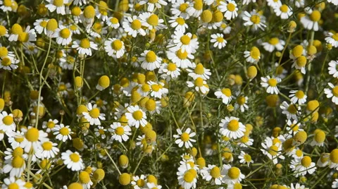 Field of daisies. HD Video stock 43793818