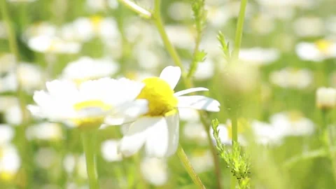 Field daisies in the meadow. Close-up. Stock Footage 131402609