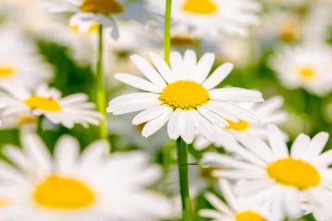 Field of Daisies on a meadow Stock Photos