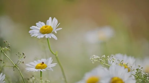 Field of daisies moving gently under the summer sky. Stock Footage 310100562