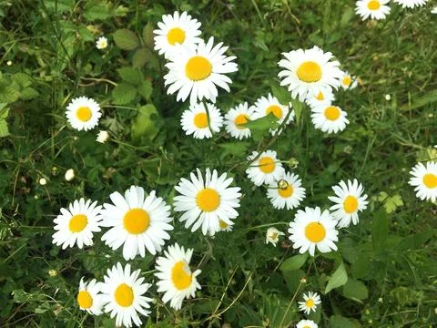 Field of daisies or common chamomile. Stock Photos