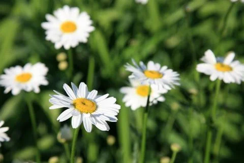Field of daisies 스톡 사진