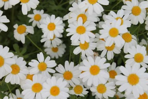 Field of Daisies Фото